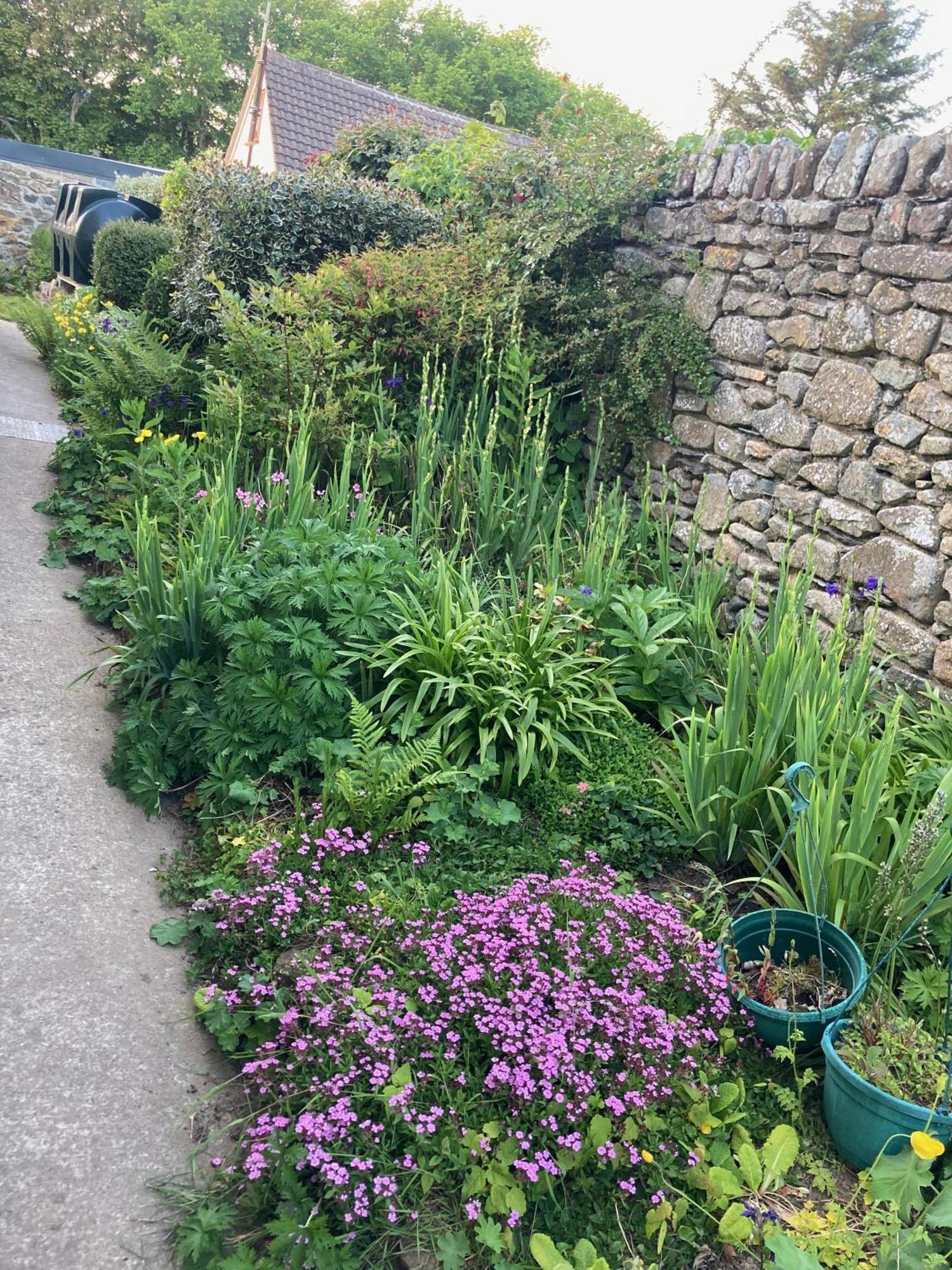 Cosy Cottage - Whitchurch, Solva Exterior foto